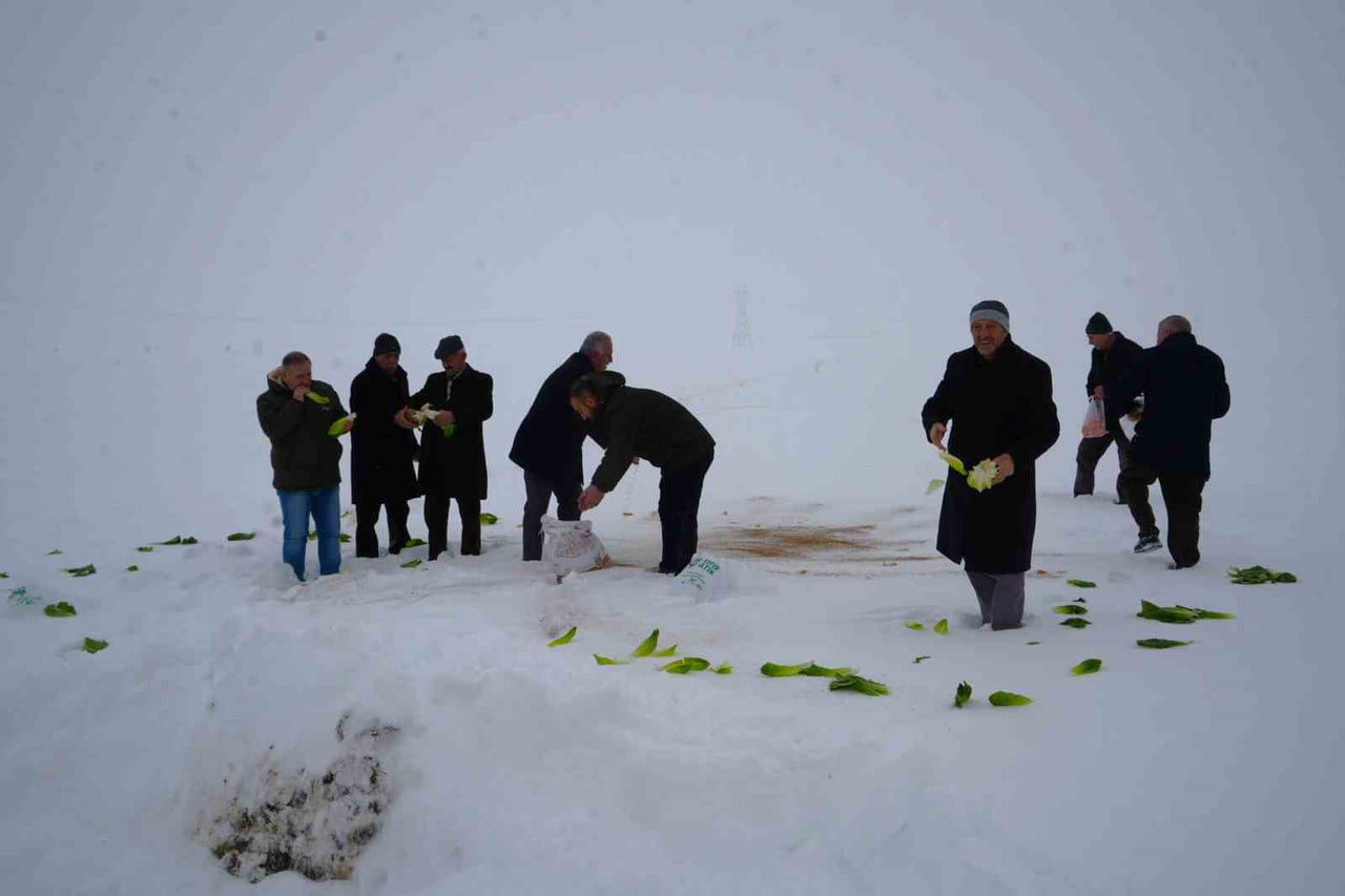 MUŞ’UN KIRKÖY BELDE BELEDİYESİ, YOĞUN KAR YAĞIŞI VE DONDURUCU SOĞUKLAR NEDENİYLE YİYECEK BULMAKTA...