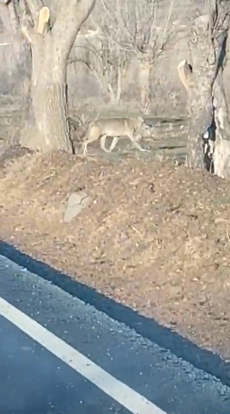 NEVŞEHİR’DE AÇ KALAN KURTLAR CEP TELEFONU KAMERASINA YANSIDI