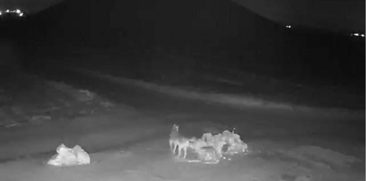 NEVŞEHİR’DE AÇ KALAN KURTLAR KÖYE KADAR İNDİ. KÖYDE GEZİNEN KURTLAR GÜVENLİK KAMERALARINA...