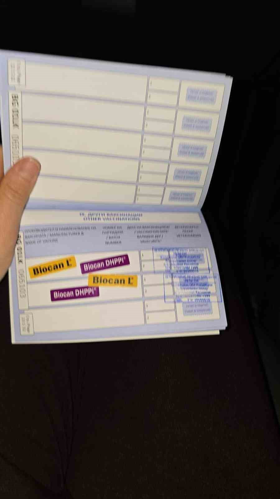 NEVŞEHİR’DE HAYVAN BARINAĞINDAN, GÖNÜLLÜLER TARAFINDAN ÇIKARILAN KÖPEKLERİN, SAHTE MİKROÇİPLERLE...