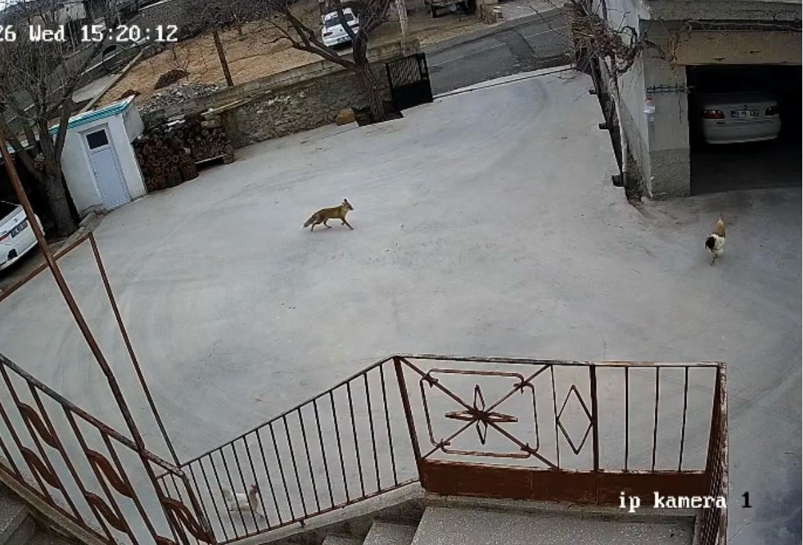 NEVŞEHİR’İN MERKEZ İLÇEYE BAĞLI SULUSARAY KASABASINDA GÜNDÜZ SAATLERİNDE YERLEŞİM ALANINA GİREN...