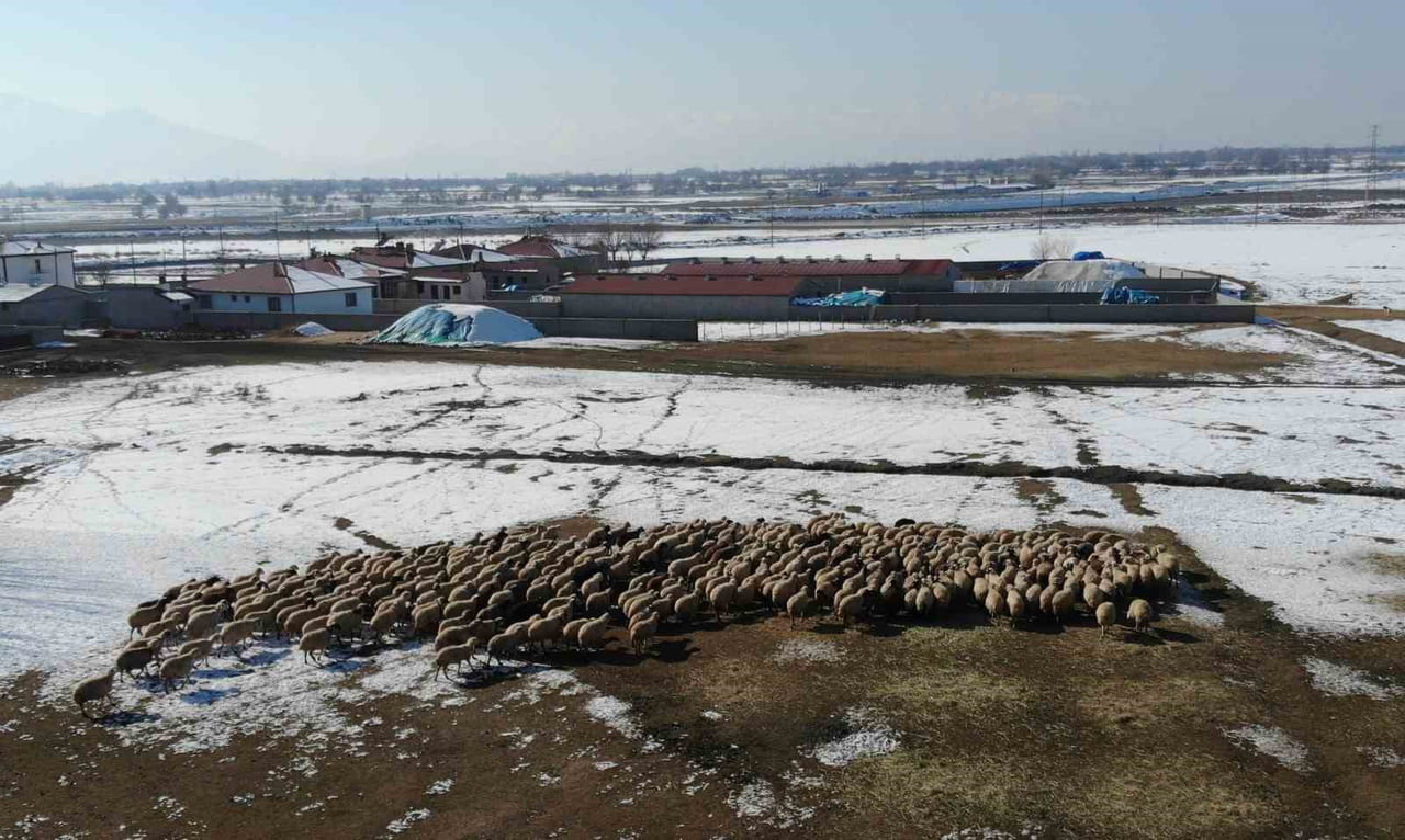 OCAK AYININ SON GÜNLERİ İTİBARIYLA 2026 YILININ İLK KUZULARININ DOĞMASI, BESİCİLER İÇİN YOĞUN VE...