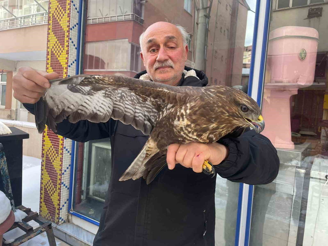 ORDU’NUN KORGAN İLÇESİNDE BİR ESNAF TARAFINDAN YARALI OLARAK BOZ ŞAHİN BULUNDU