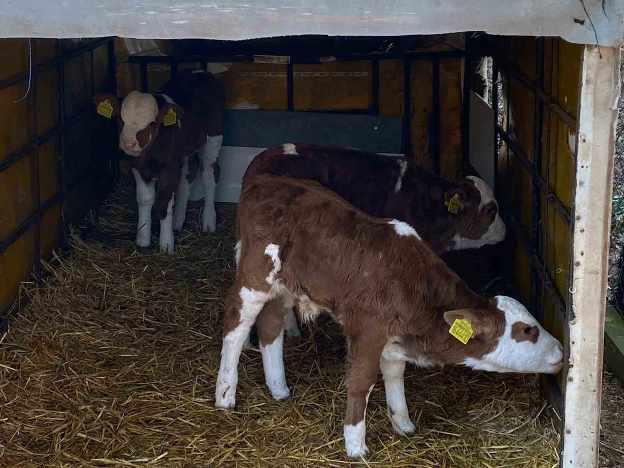 ORHANİYE KÖYÜNDE BİR İŞLETMEDE ÜÇÜZ BUZAĞI DÜNYAYA GELMİŞTİ (ARŞİV)