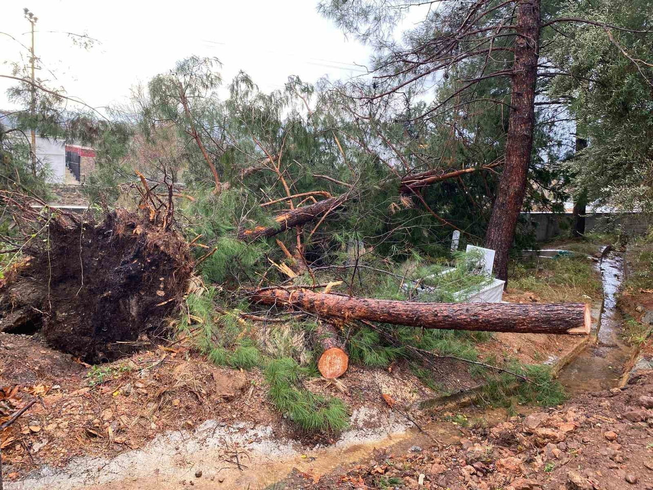 OSMANİYE’DE ŞİDDETLİ FIRTINA DEV AĞAÇLARI KÖKÜNDEN SÖKTÜ