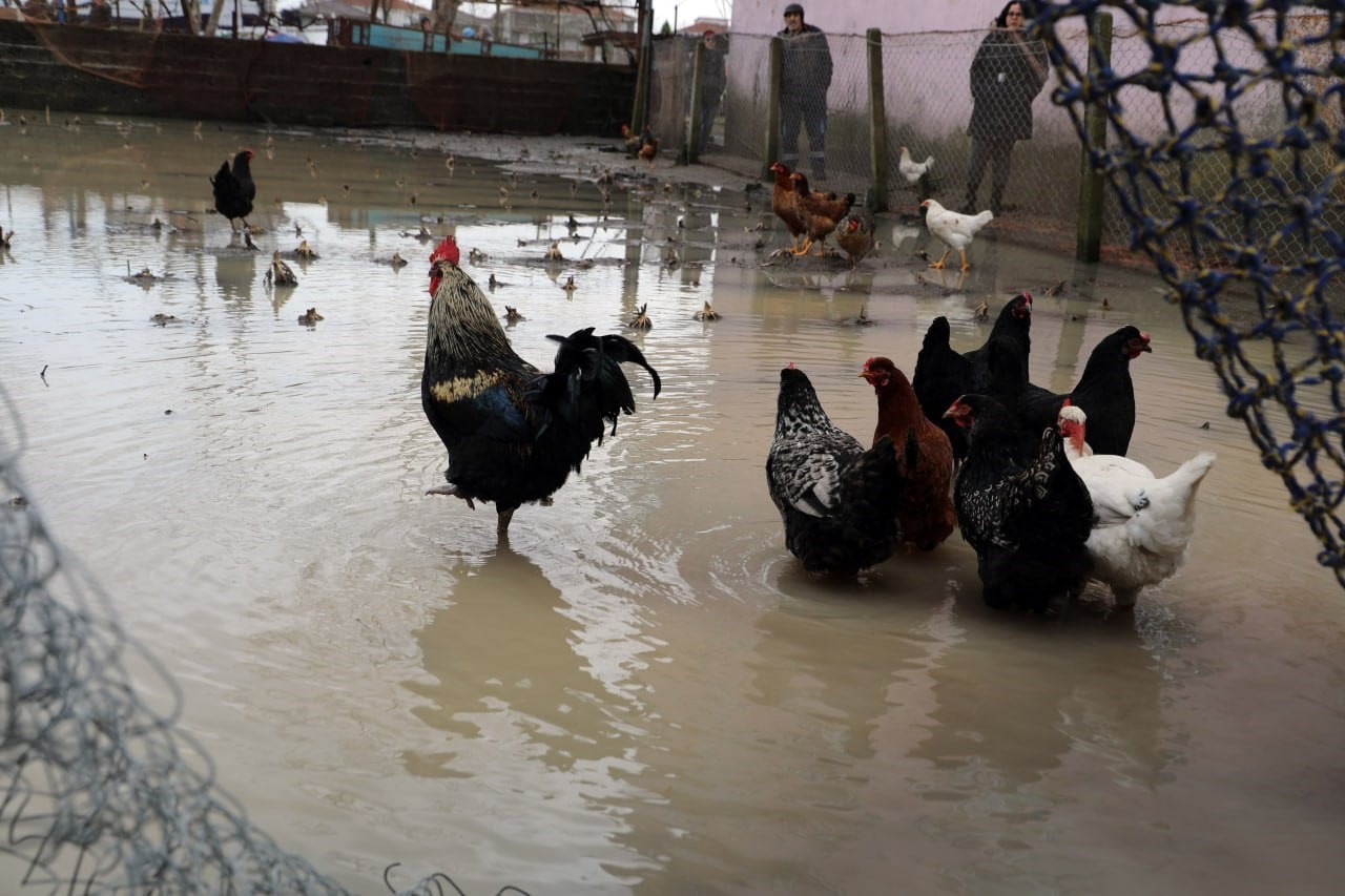 SAKARYA'NIN KARASU İLÇESİ İHSANİYE MAHALLESİ'NİN SAKARYA NEHRİ KIYISINDA İKAMET EDEN MAHALLE...