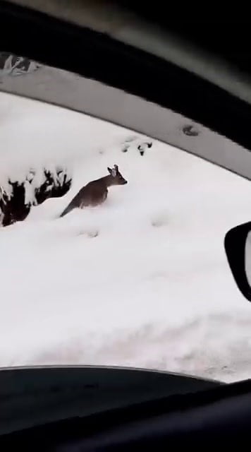 SAKARYA’NIN AKYAZI İLÇESİNDE KAR KEYFİ YAPMAK İÇİN YÜKSEK KESİMLERE ÇIKAN BİR AİLE YOLA İNEN...