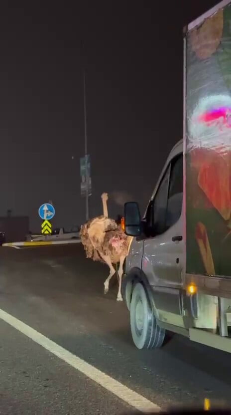 SAKARYA’NIN ARİFİYE İLÇESİNDE BAŞIBOŞ ŞEKİLDE DOLAŞAN DEVEKUŞU, TRAFİĞİ BİR BİRİNE...