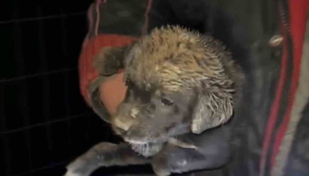 SAMSUN BÜYÜKŞEHİR BELEDİYESİ ZABITA EKİPLERİ ÇUKURA DÜŞEN BİR YAVRU KÖPEĞİ KURTARDI.