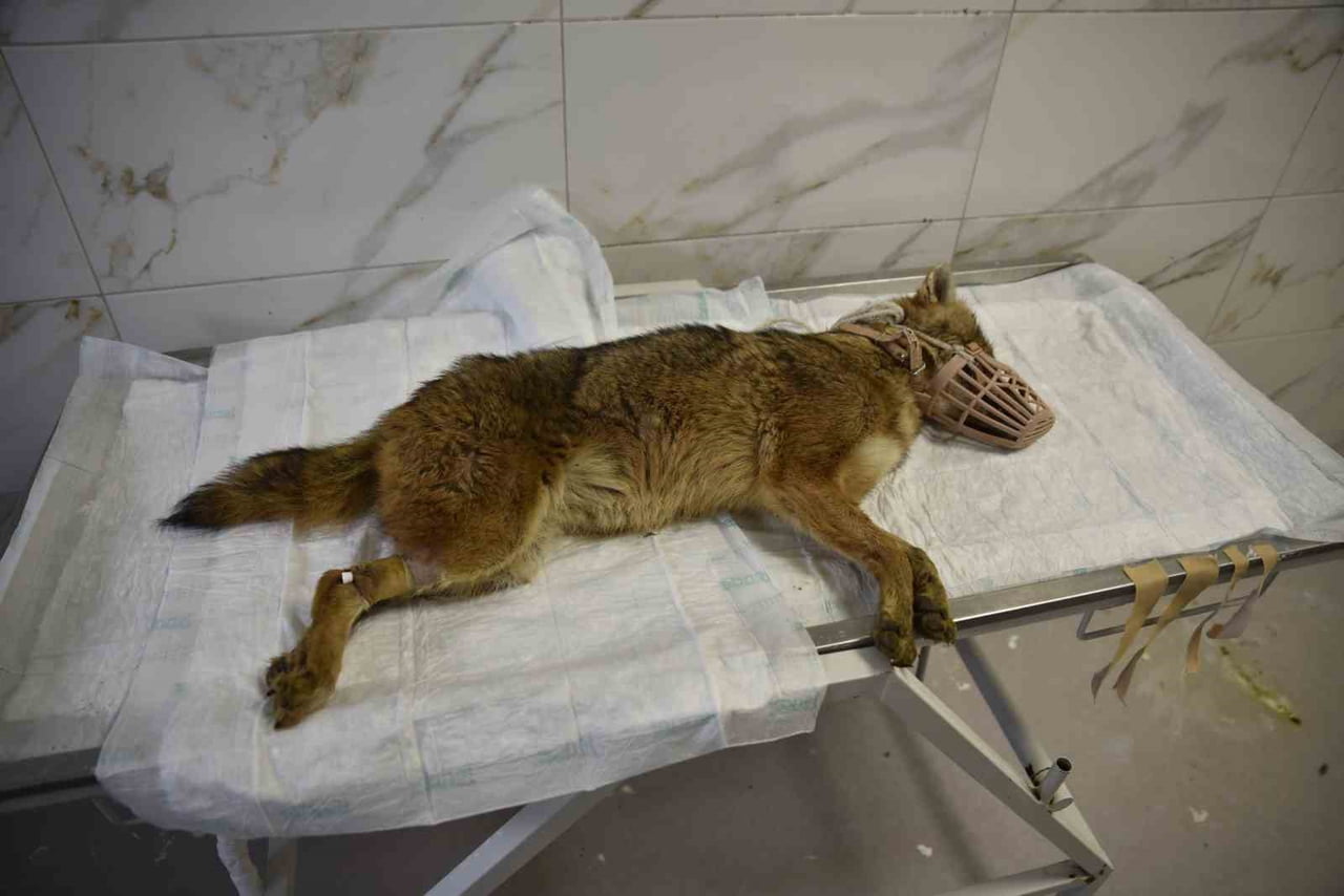 SAMSUN’UN ATAKUM İLÇESİNDE SOKAK ORTASINDA BİTKİN HALDE BULUNAN ÇAKAL, ONDOKUZ MAYIS ÜNİVERSİTESİ...