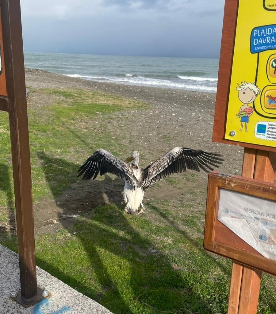 SAMSUN’UN ATAKUM SAHİLİ’NDE BİR PELİKANIN GÖRÜLMESİ VATANDAŞLARIN DİKKATİNİ ÇEKTİ. MARTILARIN...