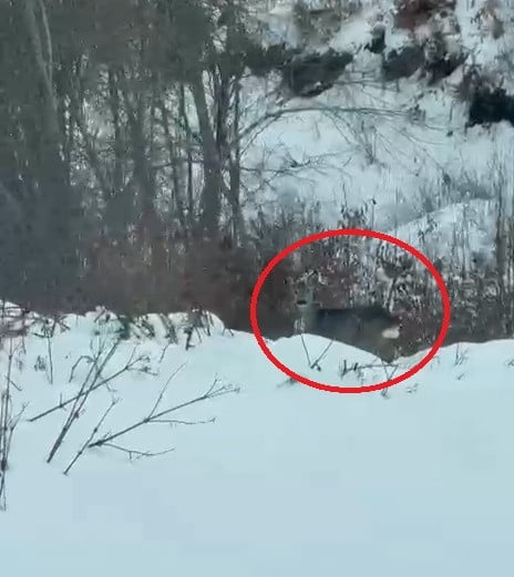 SAMSUN’UN KIŞ TURİZMİNİN EN ÖNEMLİ DESTİNASYONLARINDAN BİRİ OLAN LADİK AKDAĞ'DA KARACALAR...