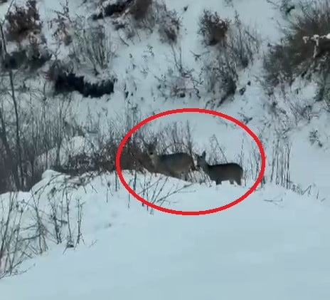 SAMSUN’UN KIŞ TURİZMİNİN EN ÖNEMLİ DESTİNASYONLARINDAN BİRİ OLAN LADİK AKDAĞ'DA KARACALAR...