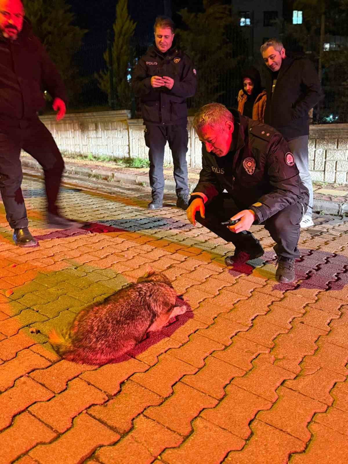 SAMSUN’UN YÜKSEK KESİMLERİNDE ETKİLİ OLAN KAR YAĞIŞI SONRASI YİYECEK BULMAKTA ZORLANAN BİR ÇAKAL...