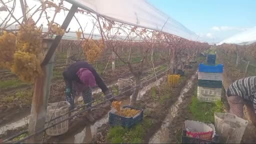 Sarıgöl'de üzüm hasadında sona gelindi
