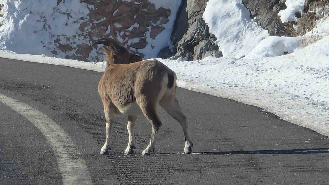 SARP KAYALARIN EFENDİLERİ DAĞ KEÇİLERİ VAUK DAĞI ETEKLERİNDE OTLANIRKEN GÖRÜLDÜ