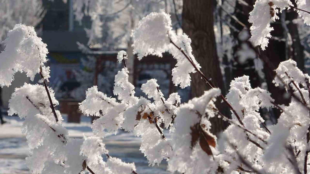 SİBİRYA SOĞUKLARININ ETKİLİ OLDUĞU ARDAHAN'DA AĞAÇLAR KIRAĞI TUTTU.