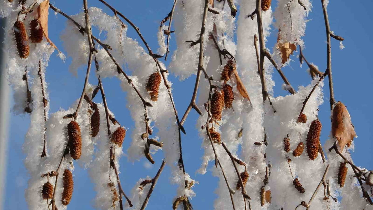 SİBİRYA SOĞUKLARININ ETKİLİ OLDUĞU ARDAHAN'DA AĞAÇLAR KIRAĞI TUTTU.