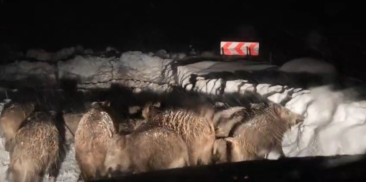 SİİRT'İN ŞİRVAN İLÇESİNDE YABAN DOMUZU SÜRÜSÜ, YOL AÇMA ÇALIŞMASI YAPANA EKİBİN ÖNÜNDE...