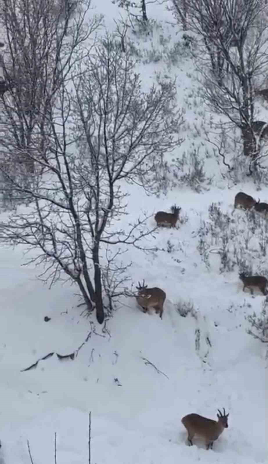 SİİRT DOĞA KORUMA VE MİLLİ PARKLAR 14.BÖLGE MÜDÜRLÜĞÜNE BAĞLI MERKEZ ŞEFLİĞİ TARAFINDAN SÜRÜ...