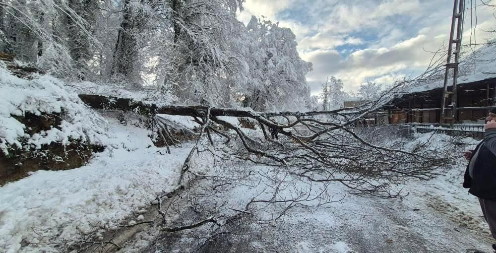 SİNOP'UN TÜRKELİ İLE AYANCIK İLÇELERİNİ BİRBİRİNE BAĞLAYAN KARA YOLUNDA AĞAÇ...