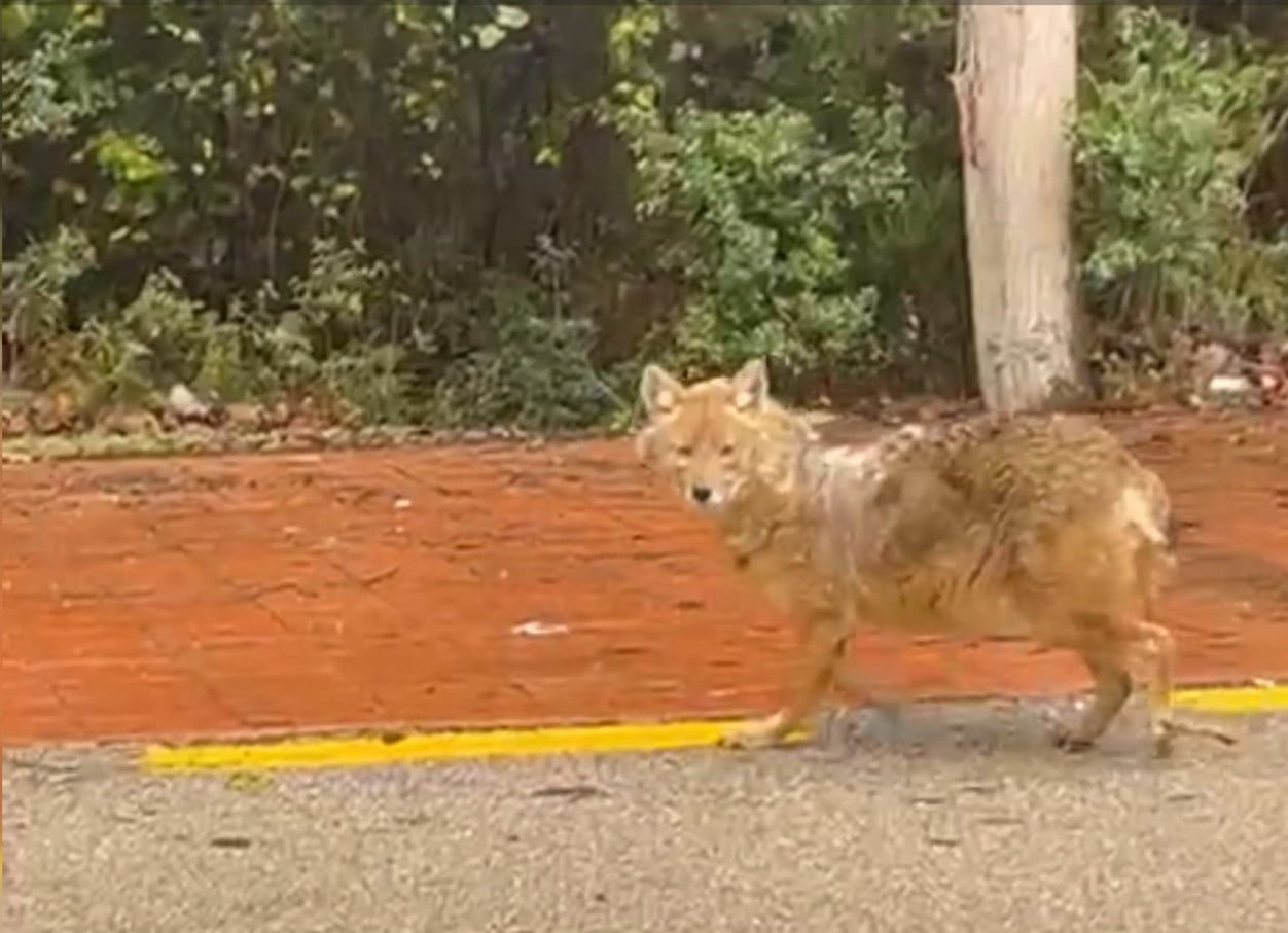 SİNOP AKLİMAN’DA OTOMOBİLİNDE OTURAN BİR KADIN, KARŞISINA ÇIKAN ÇAKALI ELLERİYLE BESLEDİ....