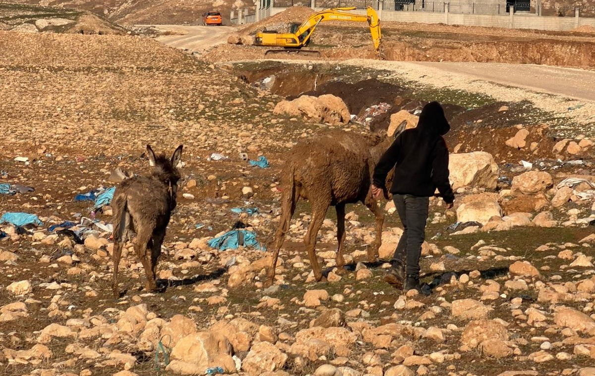ŞIRNAK'IN CİZRE İLÇESİNDE BATAKLIKTA MAHSUR KALAN İKİ EŞEK, İTFAİYE EKİPLERİN ÇALIŞMASIYLA...