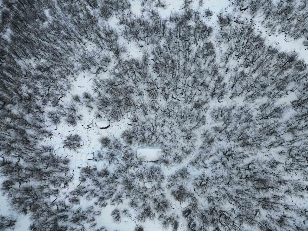 ŞIRNAK’IN BEYTÜŞŞEBAP İLÇESİNDE AŞIRI KAR YAĞIŞI SONRASI BAL ORMANLARI OLARAK BİLİNEN MEŞE...