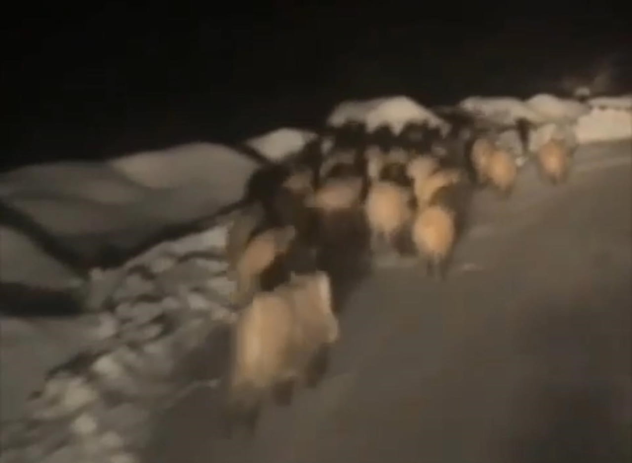 ŞIRNAK’TA AÇ KALAN DOMUZ SÜRÜSÜ KÖYE İNDİ. YÜZLERCE DOMUZ SÜRÜLER HALİNDE GÖRÜLDÜ.