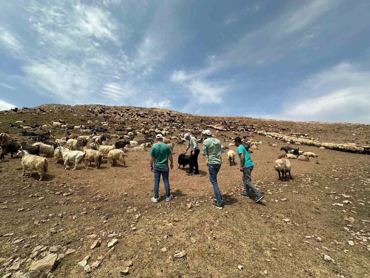ŞIRNAK’TA HAYVANCILIK SEKTÖRÜNÜN GÜÇLENDİRİLMESİ AMACIYLA 2025 YILI BOYUNCA YÜRÜTÜLEN ÇALIŞMALAR...