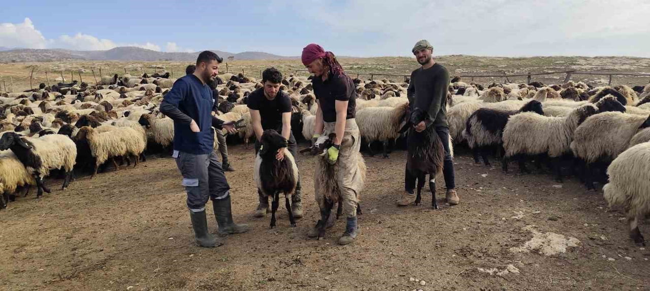 ŞIRNAK’TA HAYVANCILIK SEKTÖRÜNÜN GÜÇLENDİRİLMESİ AMACIYLA 2025 YILI BOYUNCA YÜRÜTÜLEN ÇALIŞMALAR...