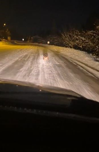 SİVAS’TA AÇ KALAN KURTLAR YERLEŞİM YERİNE İNMEYE BAŞLADI. YİYECEK ARADIĞI DÜŞÜNÜLEN İKİ KURDUN...