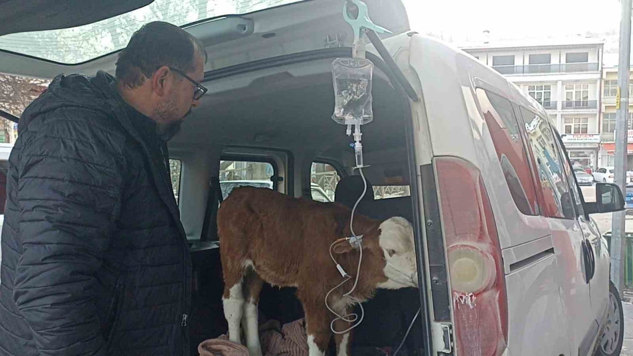SİVAS’TA ISINMASI İÇİN AHIRDA YAKILAN ATEŞİN DUMANINDAN ZEHİRLENEN 6 GÜNLÜK BUZAĞIYA, OTOMOBİLİN...