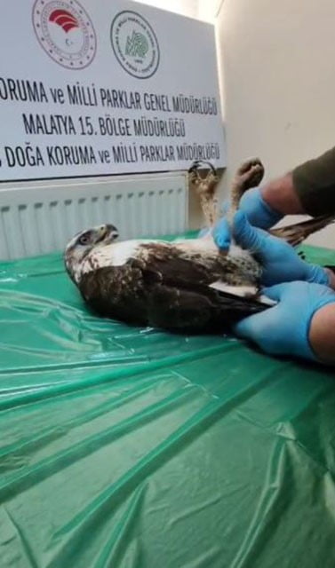 SİVAS’TA YARALI HALDE BULUNAN ŞAHİN, SİVAS DOĞA KORUMA VE MİLLİ PARKLAR MÜDÜRLÜĞÜ EKİPLERİNCE...