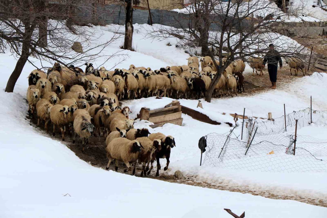 SOĞUK HAVANIN ETKİLİ OLDUĞU ERZİNCAN’DA KOYUNLARIN KUZULAMA DÖNEMİ, KÜÇÜKBAŞ HAYVAN...