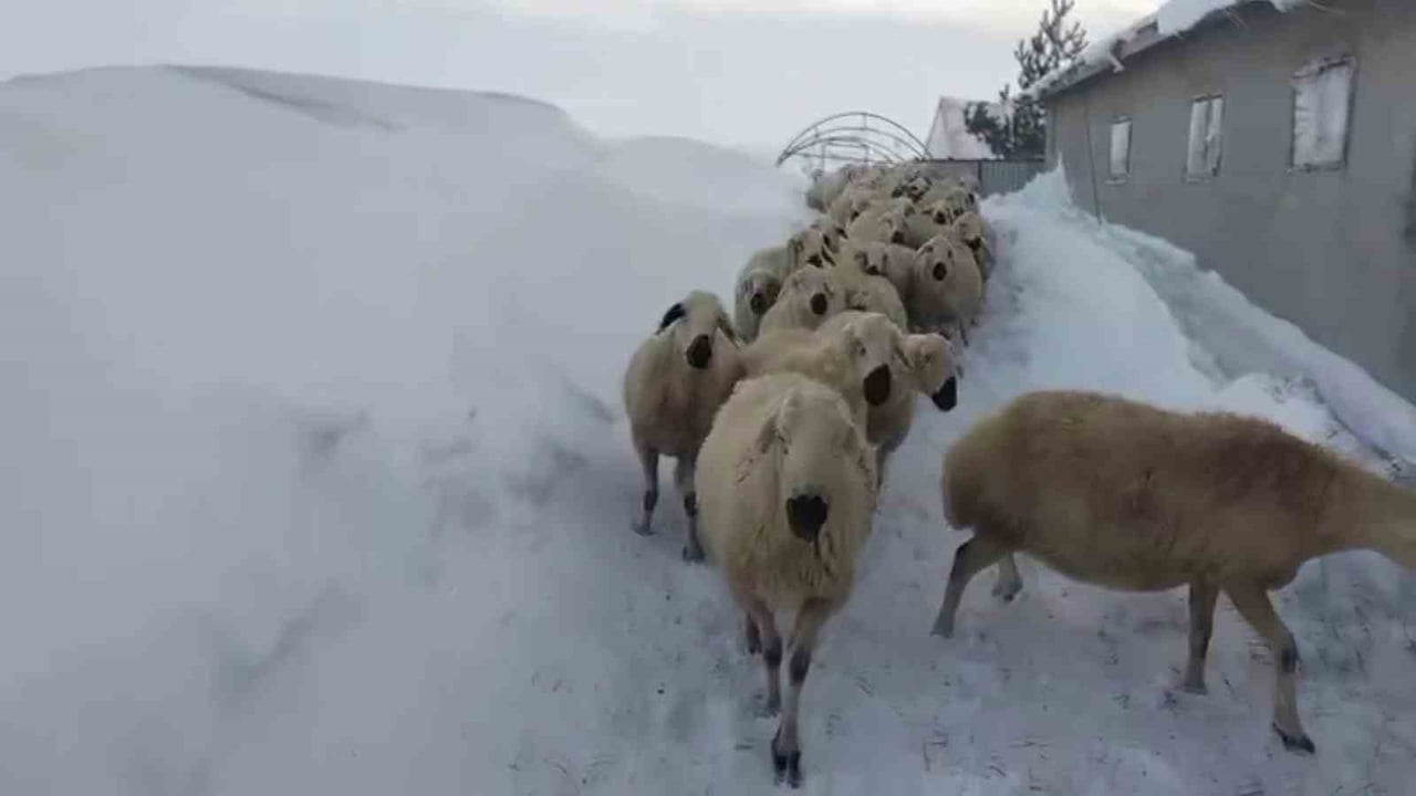 SON YILLARIN EN FAZLA KAR YAĞIŞININ YAŞANDIĞI SİVAS’TA KAR KALINLIĞI YER YER 3 METREYİ BULDU....