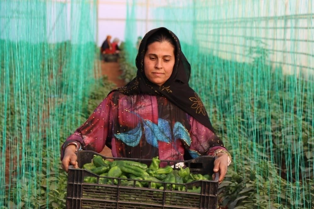 TARIM-GFE YILLIK YÜZDE 34,24 ARTTI