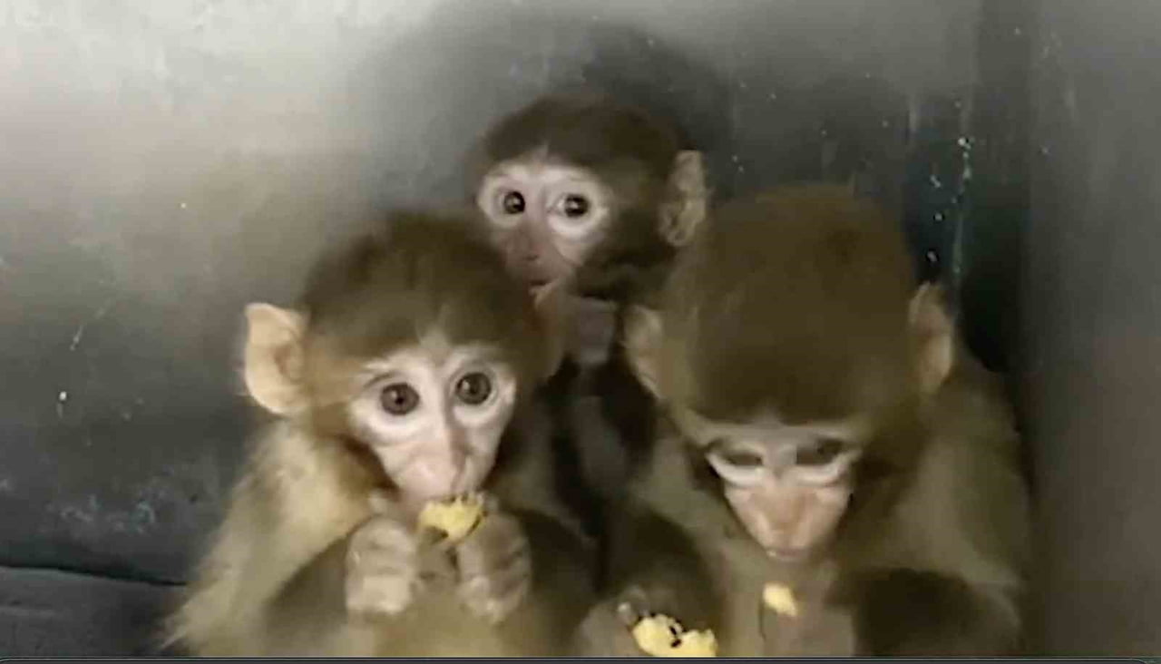 TARIM VE ORMAN BAKANLIĞI, BURSA'DA YAKALANAN 3 MAKAK MAYMUNUNUN KORUMA ALTINA ALINDIĞINI...