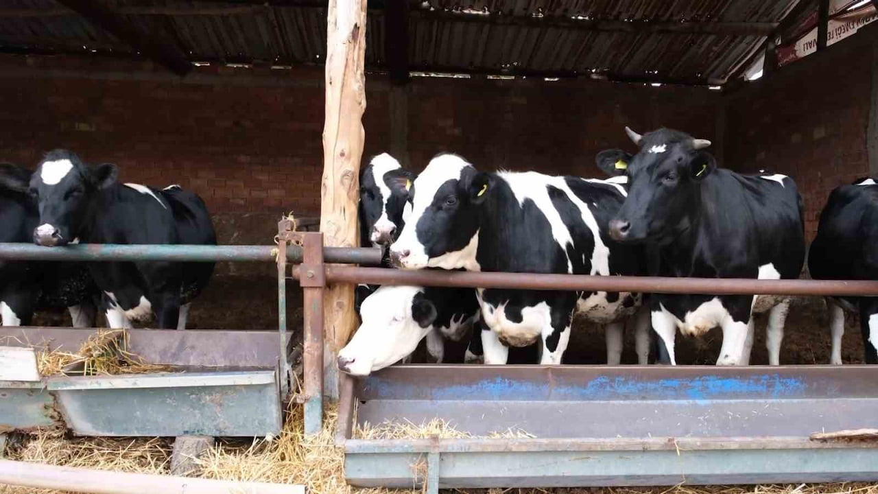 TARIM VE ORMAN BAKANLIĞI’NIN HAYATA GEÇİRDİĞİ ‘GÜÇLÜ BESİ GÜÇLÜ ÜRETİM PROJESİ’ PİLOT İL OLARAK...