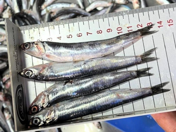 TARIM VE ORMAN İL MÜDÜRLÜĞÜ SU ÜRÜNLERİ KONTROL EKİPLERİ TARAFINDAN, 1380 SAYILI SU ÜRÜNLERİ...