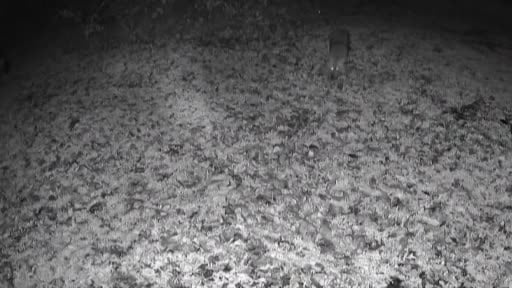 Terkos Gölü kıyısında gece sürprizi: Karavan kampçısının kamerasına kurt yansıdı