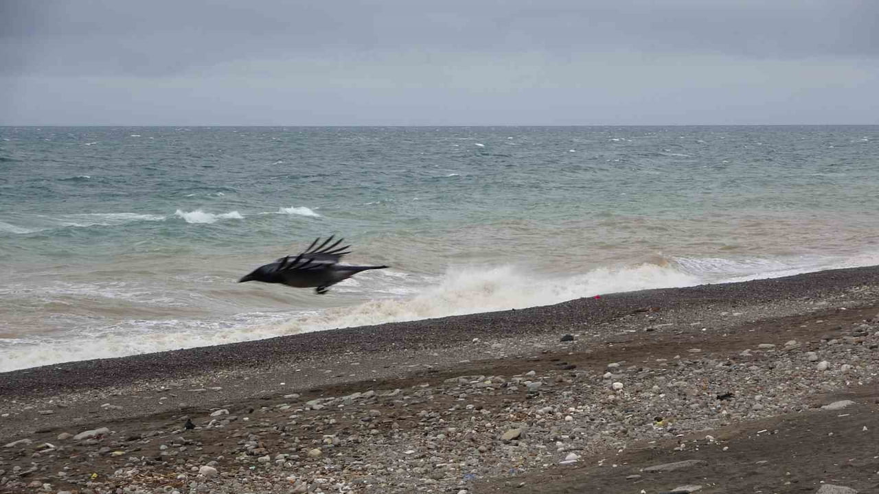 TRABZON’DA ETKİLİ OLAN FIRTINA BALIK AVINI OLUMSUZ ETKİLEDİ. TEZGAHLARDA ÇEŞİT AZALDI ANCAK...
