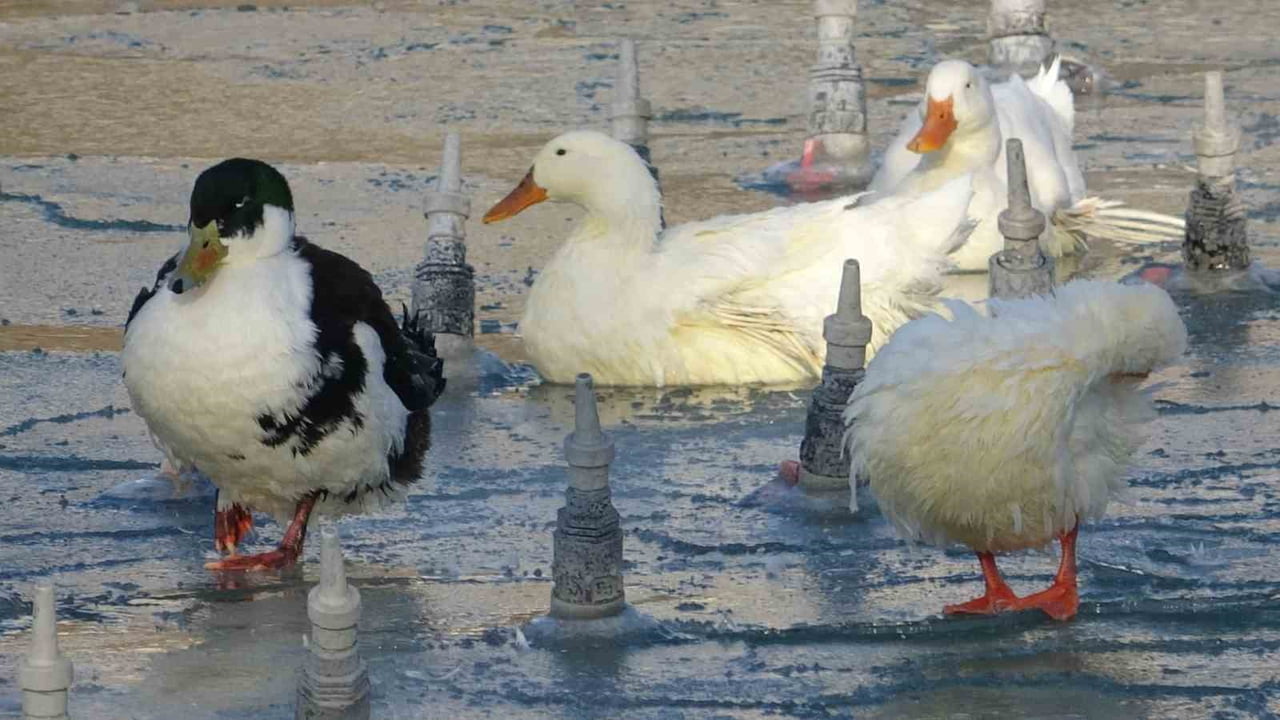 TÜRKİYE'NİN DÖRT BİR YANINDA KAR ETKİSİNİ GÖSTERİRKEN, KONYA ŞEHİR MERKEZİ KAR YAĞIŞINI GÖRMEDİ....