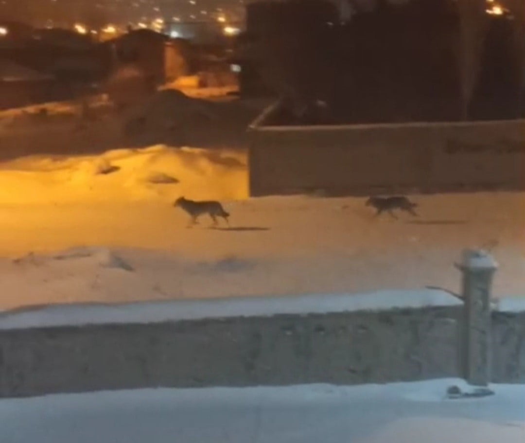 VAN’IN BAŞKALE İLÇESİNDE AÇ KALAN KURTLAR GECE SAATLERİNDE MERKEZE  İNEREK YİYECEK ARADI.