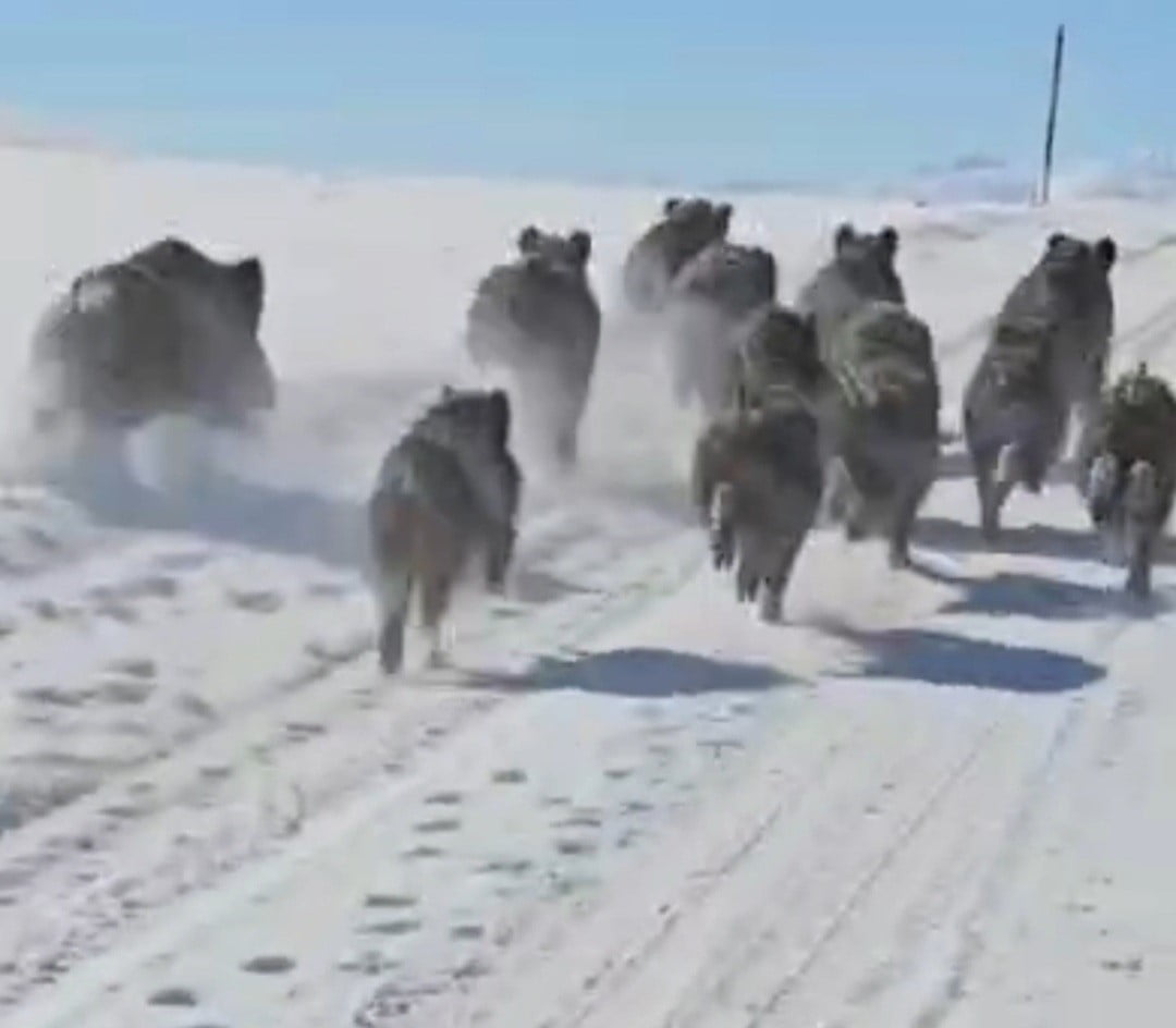 VAN’IN BAŞKALE İLÇESİNDE SÜRÜ HALİNDE YERLEŞİM YERLERİNE KADAR İNEN YABAN DOMUZLARI...