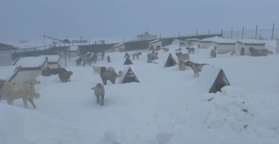 YOĞUN KAR YAĞIŞI VE TİPİNİN ETKİLİ OLDUĞU SİVAS’IN ALTINYAYLA İLÇESİNDE KANGAL YETİŞTİRİCİSİ BİR...