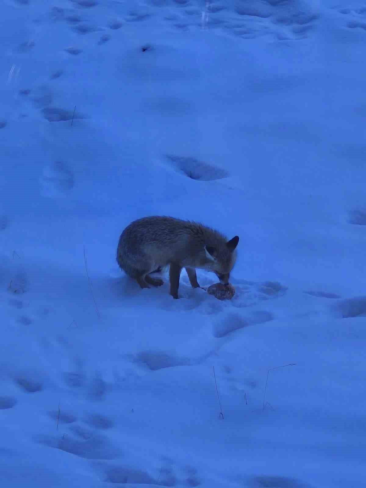 YOZGAT'TA VALİLİK BİNASI BAHÇESİNDE GEZİNEN TİLKİ YÜZLERİ GÜLÜMSETTİ.
