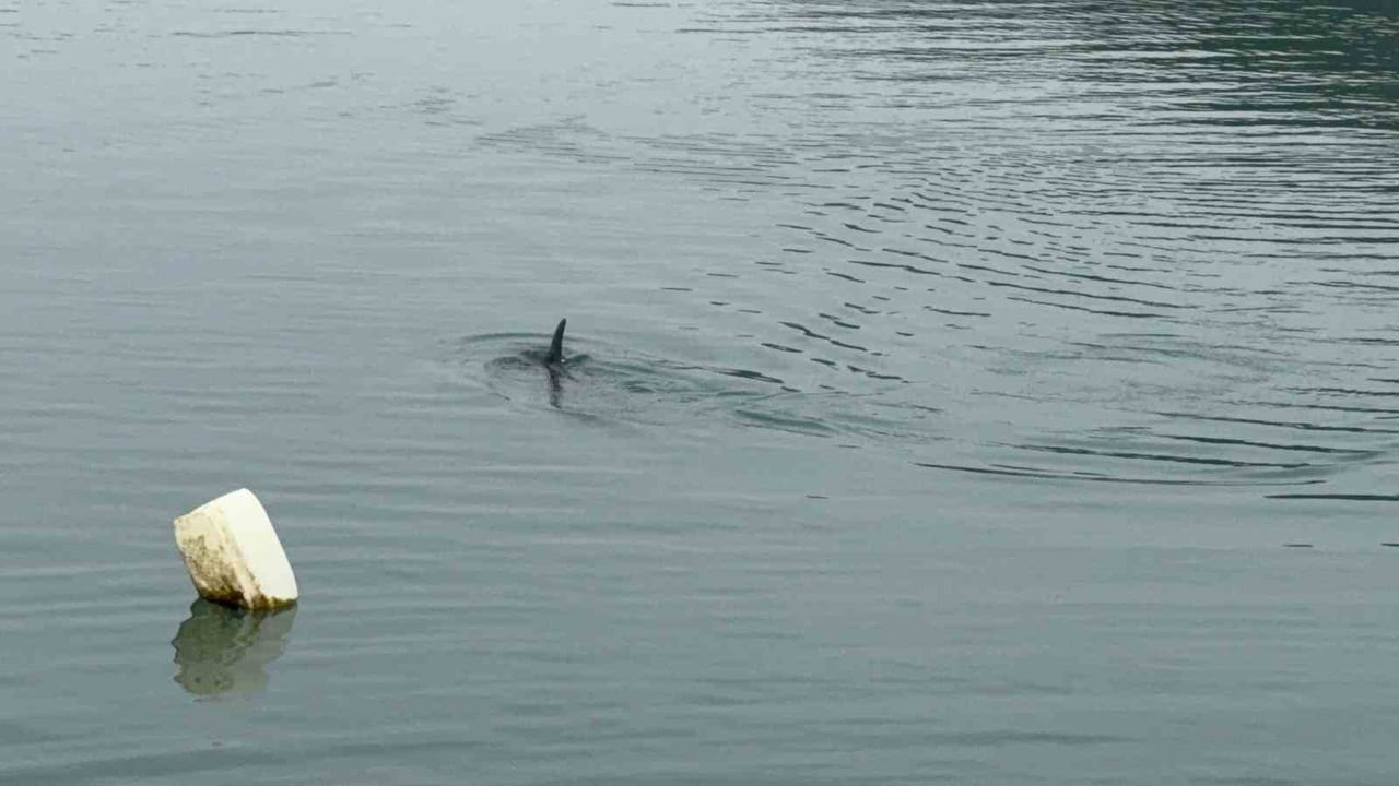 ZONGULDAK (İHA) - ZONGULDAK’IN ALAPLI İLÇESİNDE LİMAN İÇİNDE MAHSUR KALAN YUNUS BALIĞI, SAHİL...