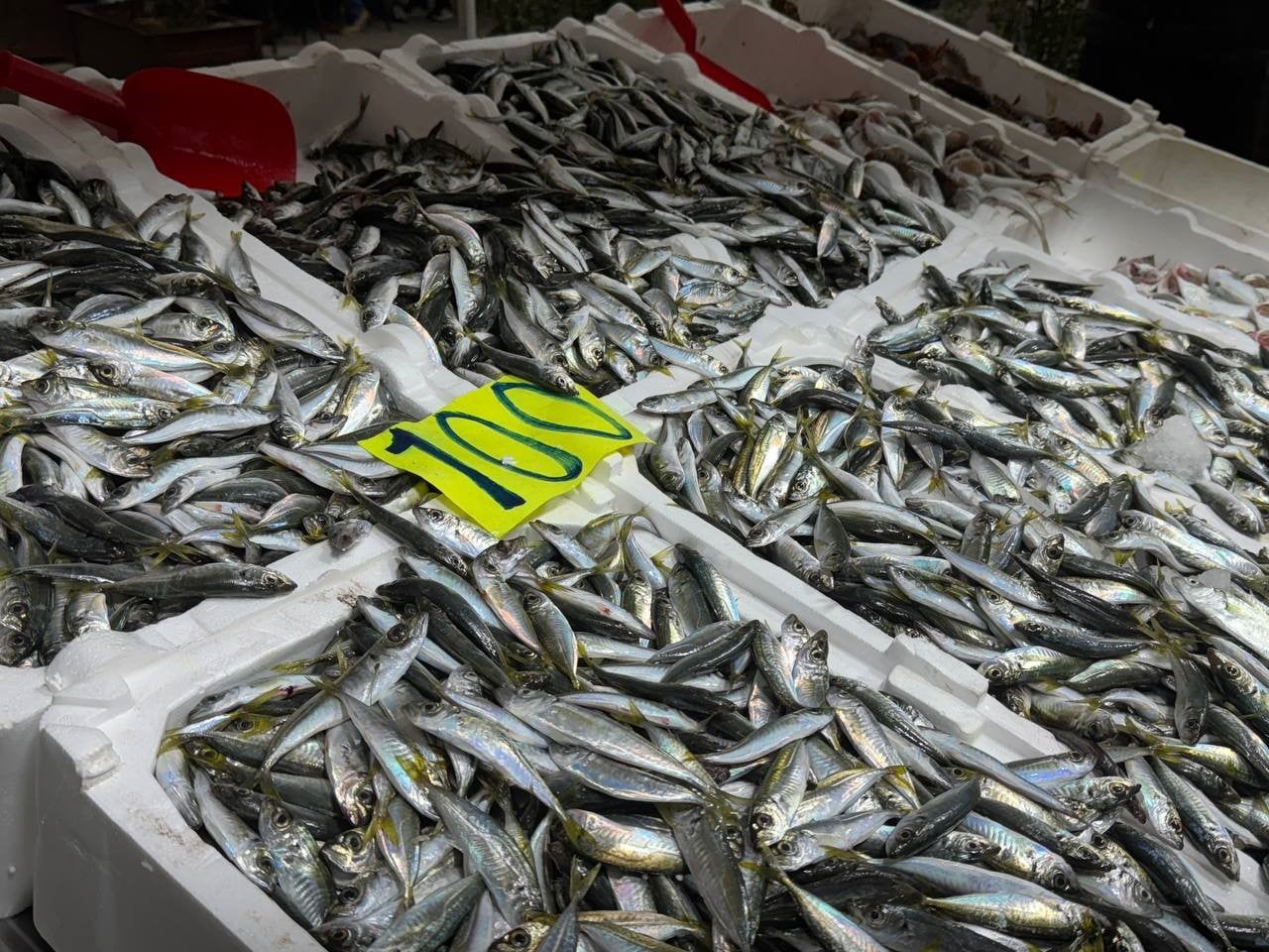 ZONGULDAK’TA BALIK TEZGAHLARINDA HAREKETLİLİK SÜRERKEN, VATANDAŞIN EN ÇOK TERCİH ETTİĞİ TÜRLERDEN...