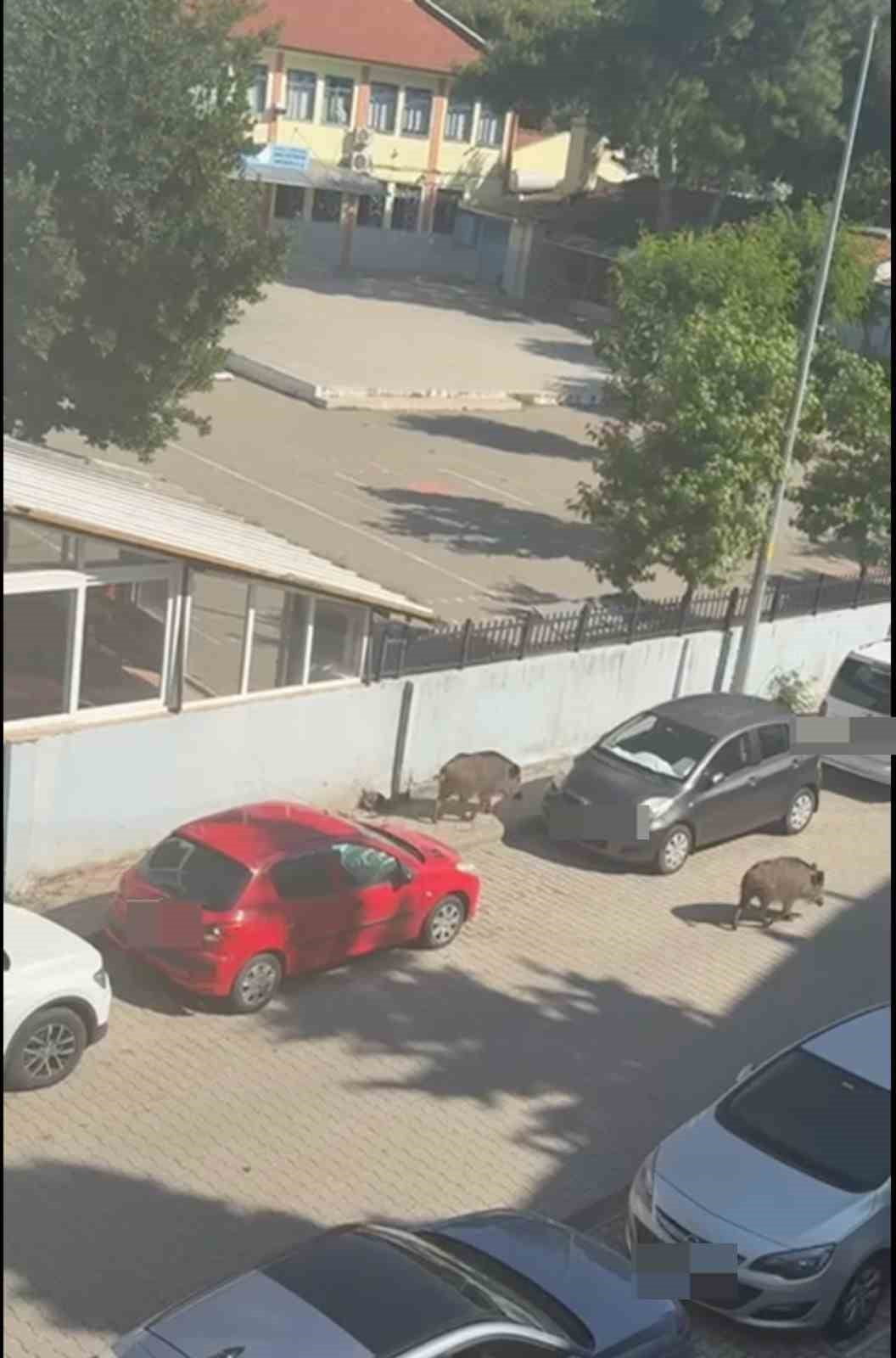 MARMARİS’TE YABAN DOMUZU SORUNU YARGIYA TAŞINDI: MAHKEMEDEN BELEDİYEYE "BİLGİ VER" KARARI